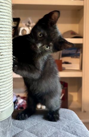 Leia Domestic Short Hair Cat