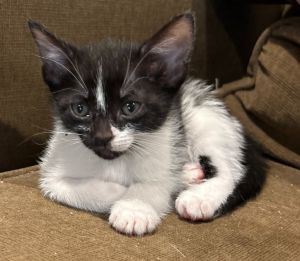 Meet Smudge I am a playful girl that is affectionate and energetic and love to zoom around the hou