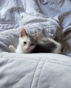 Miles Domestic Short Hair Cat