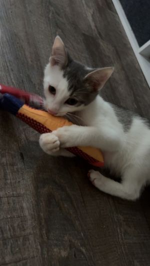 Miles Domestic Short Hair Cat