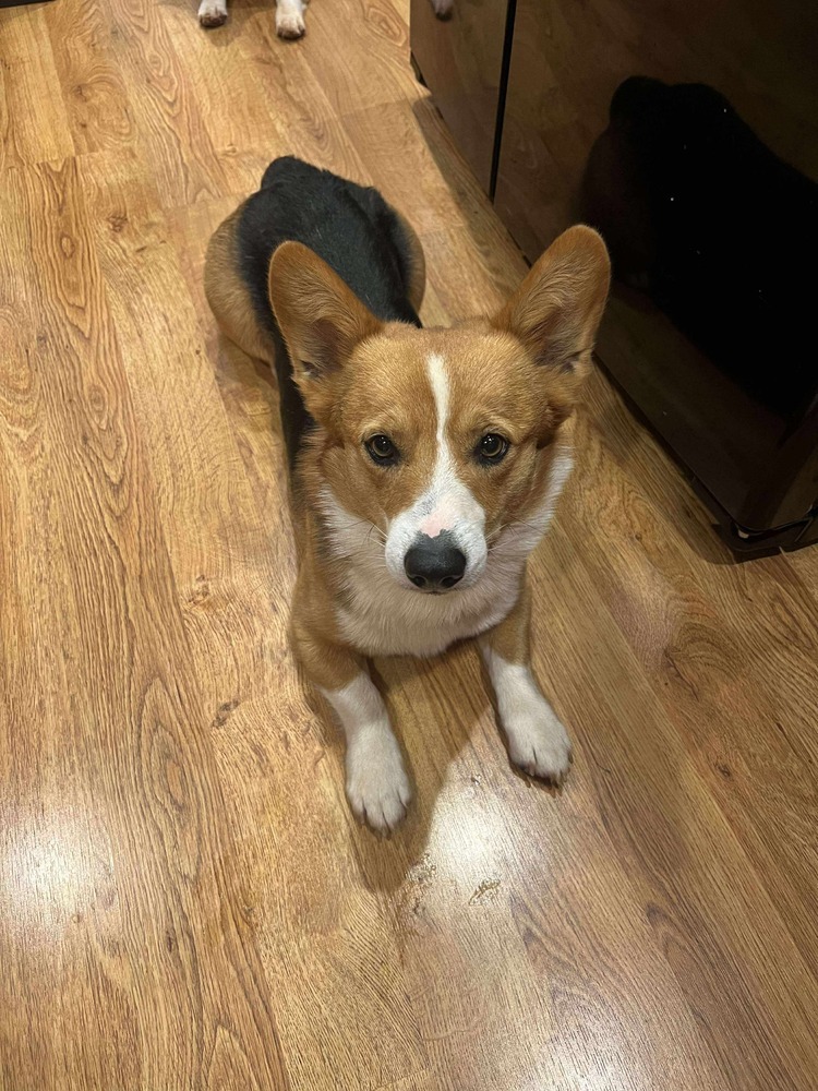 Bandit