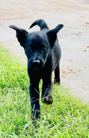 Harley, Baby Male unknown