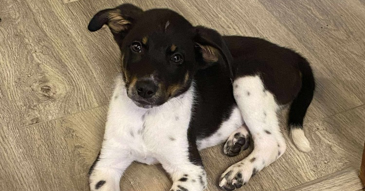 Sammy