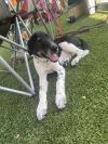 Sammy photo 1
