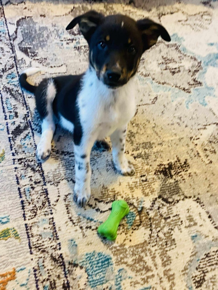 Sammy