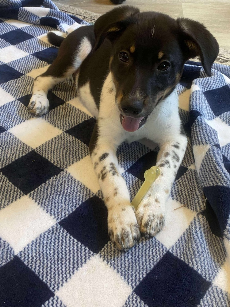 Sammy