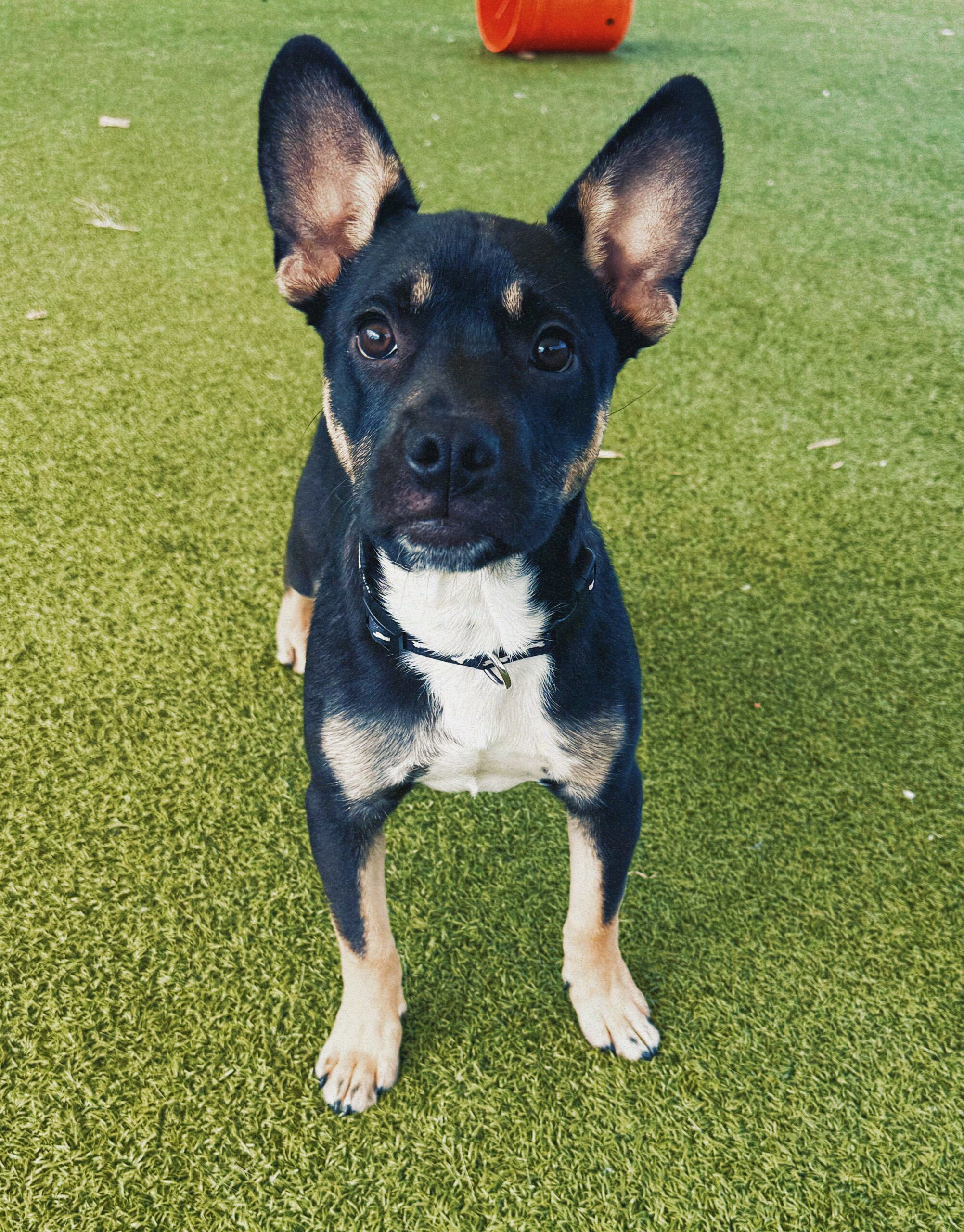 Bowser, an adoptable American Bulldog, German Shepherd Dog in Hays, KS, 67601 | Photo Image 1