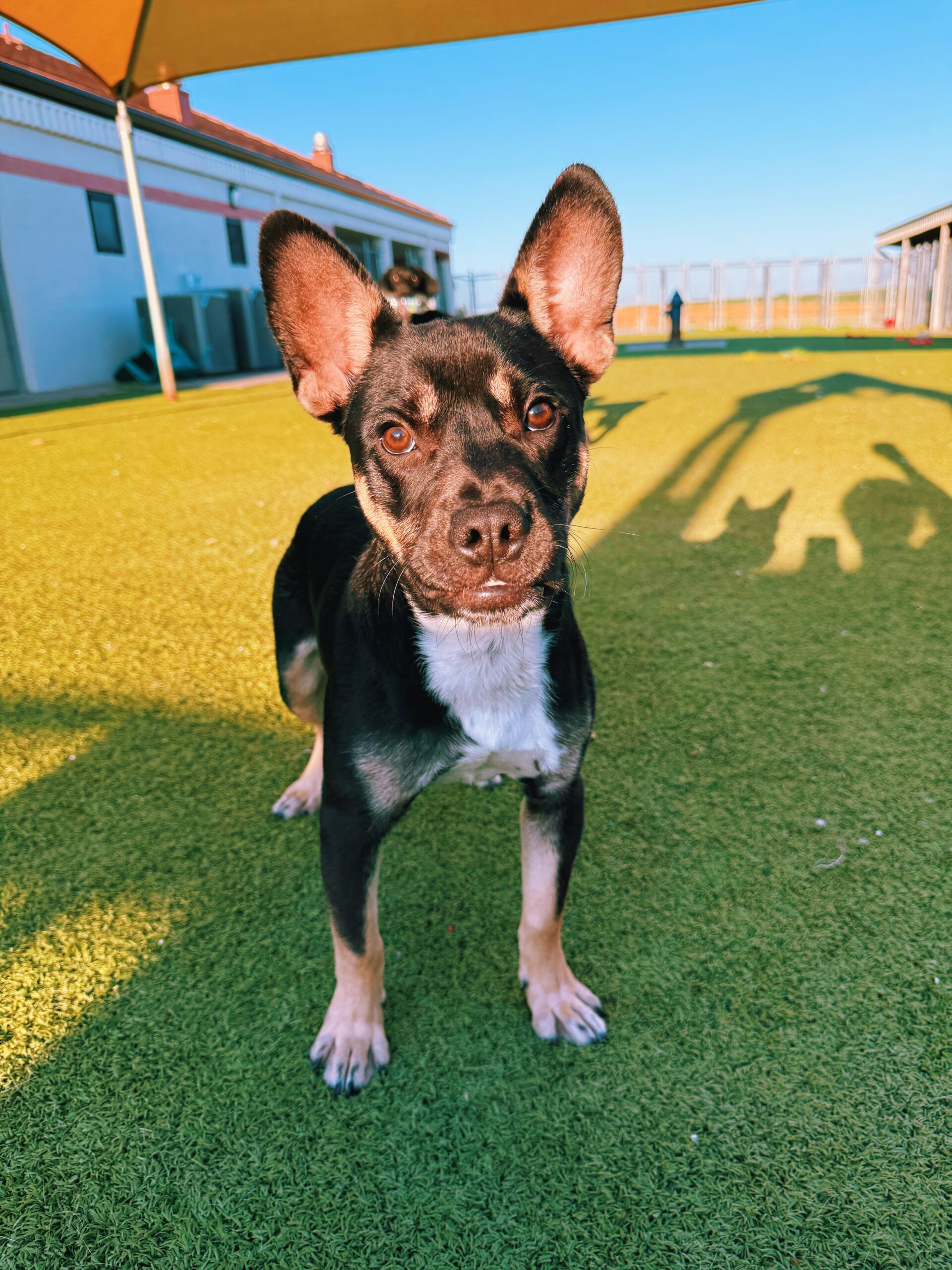 Bowser, an adoptable American Bulldog, German Shepherd Dog in Hays, KS, 67601 | Photo Image 1