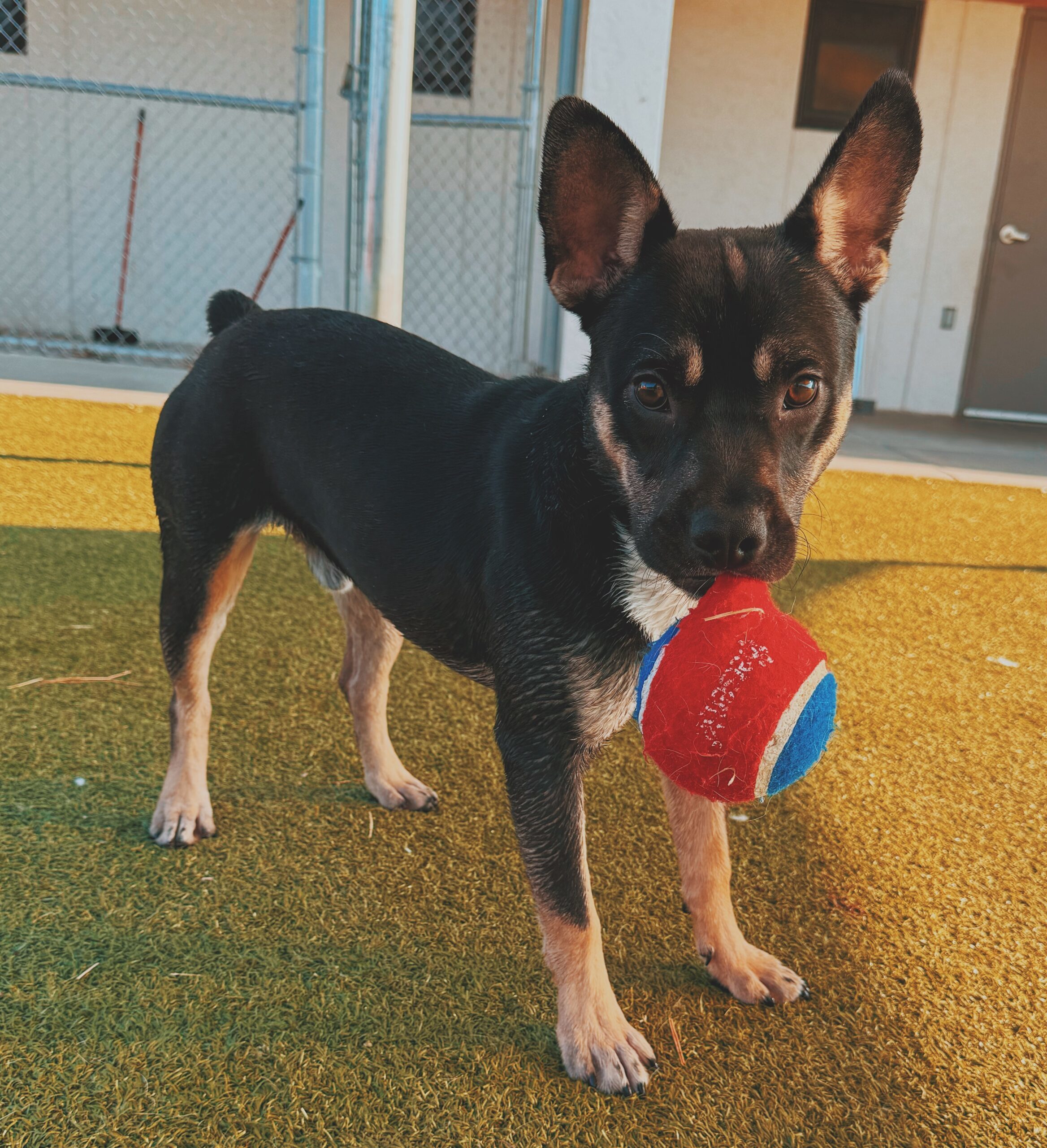Bowser, an adoptable American Bulldog, German Shepherd Dog in Hays, KS, 67601 | Photo Image 1