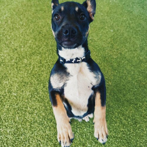 Bowser, an adoptable American Bulldog, German Shepherd Dog in Hays, KS, 67601 | Photo Image 2