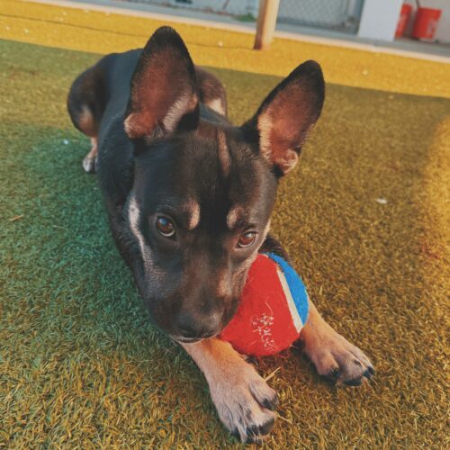 Bowser, an adoptable American Bulldog, German Shepherd Dog in Hays, KS, 67601 | Photo Image 2