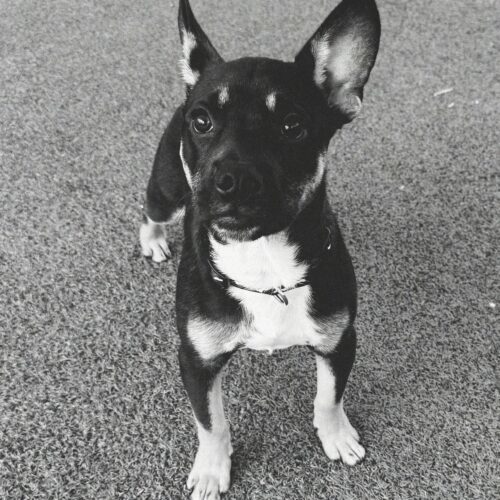 Bowser, an adoptable American Bulldog, German Shepherd Dog in Hays, KS, 67601 | Photo Image 3