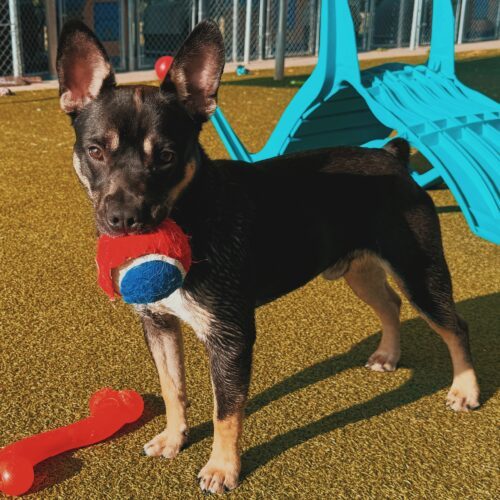 Bowser, an adoptable American Bulldog, German Shepherd Dog in Hays, KS, 67601 | Photo Image 3