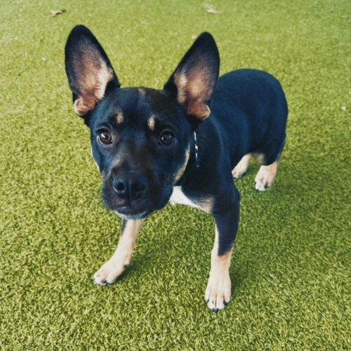 Bowser, an adoptable American Bulldog, German Shepherd Dog in Hays, KS, 67601 | Photo Image 4
