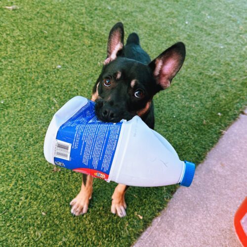 Bowser, an adoptable American Bulldog, German Shepherd Dog in Hays, KS, 67601 | Photo Image 4