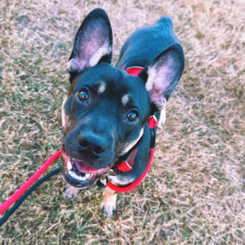 Bowser, an adoptable American Bulldog, German Shepherd Dog in Hays, KS, 67601 | Photo Image 4