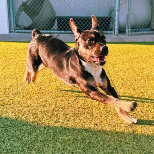 Bowser, an adoptable American Bulldog, German Shepherd Dog in Hays, KS, 67601 | Photo Image 5