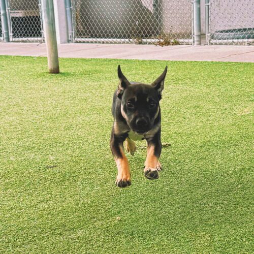 Bowser, an adoptable American Bulldog, German Shepherd Dog in Hays, KS, 67601 | Photo Image 6