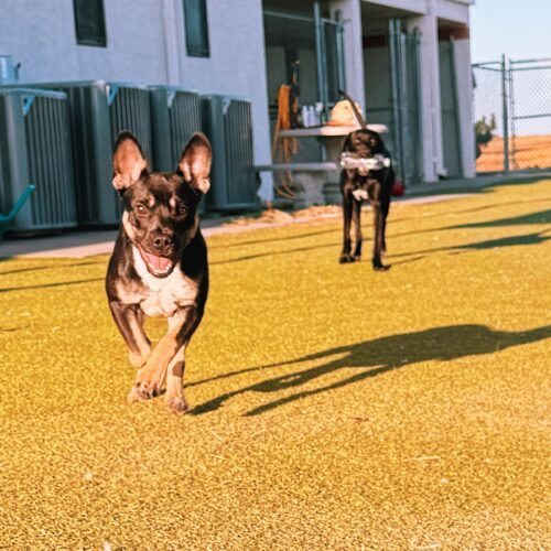 Bowser, an adoptable American Bulldog, German Shepherd Dog in Hays, KS, 67601 | Photo Image 6
