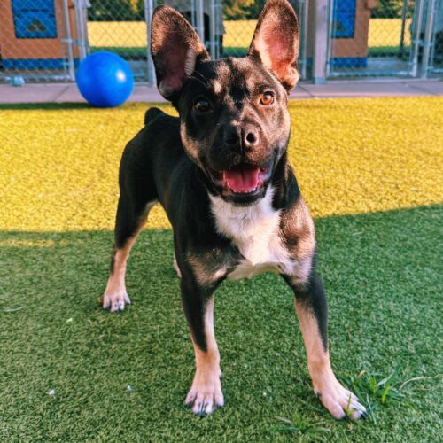 Bowser, an adoptable American Bulldog, German Shepherd Dog in Hays, KS, 67601 | Photo Image 6