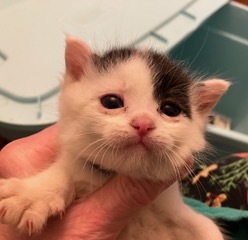This sweet and docile girl was named Guernsey due to her striking black on white markings She also 