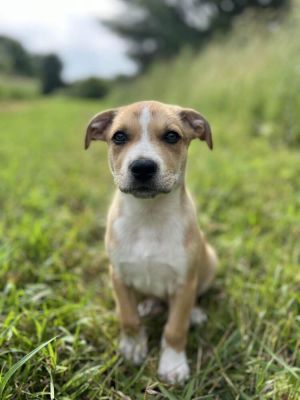 Polar Bear, Baby Male Mixed Breed