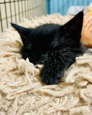 Crow Domestic Short Hair Cat