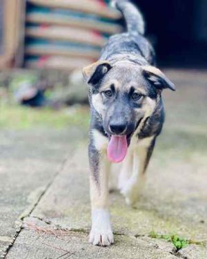 Rome German Shepherd Dog Dog