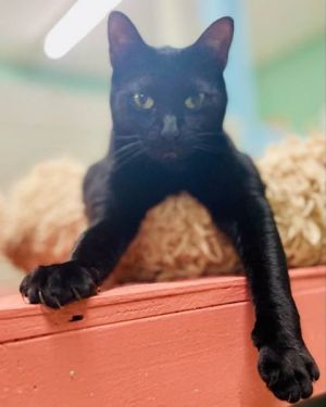 Darcy(Foster Needed) Domestic Short Hair Cat