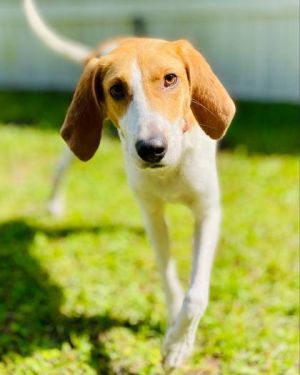 Raine Foxhound Dog