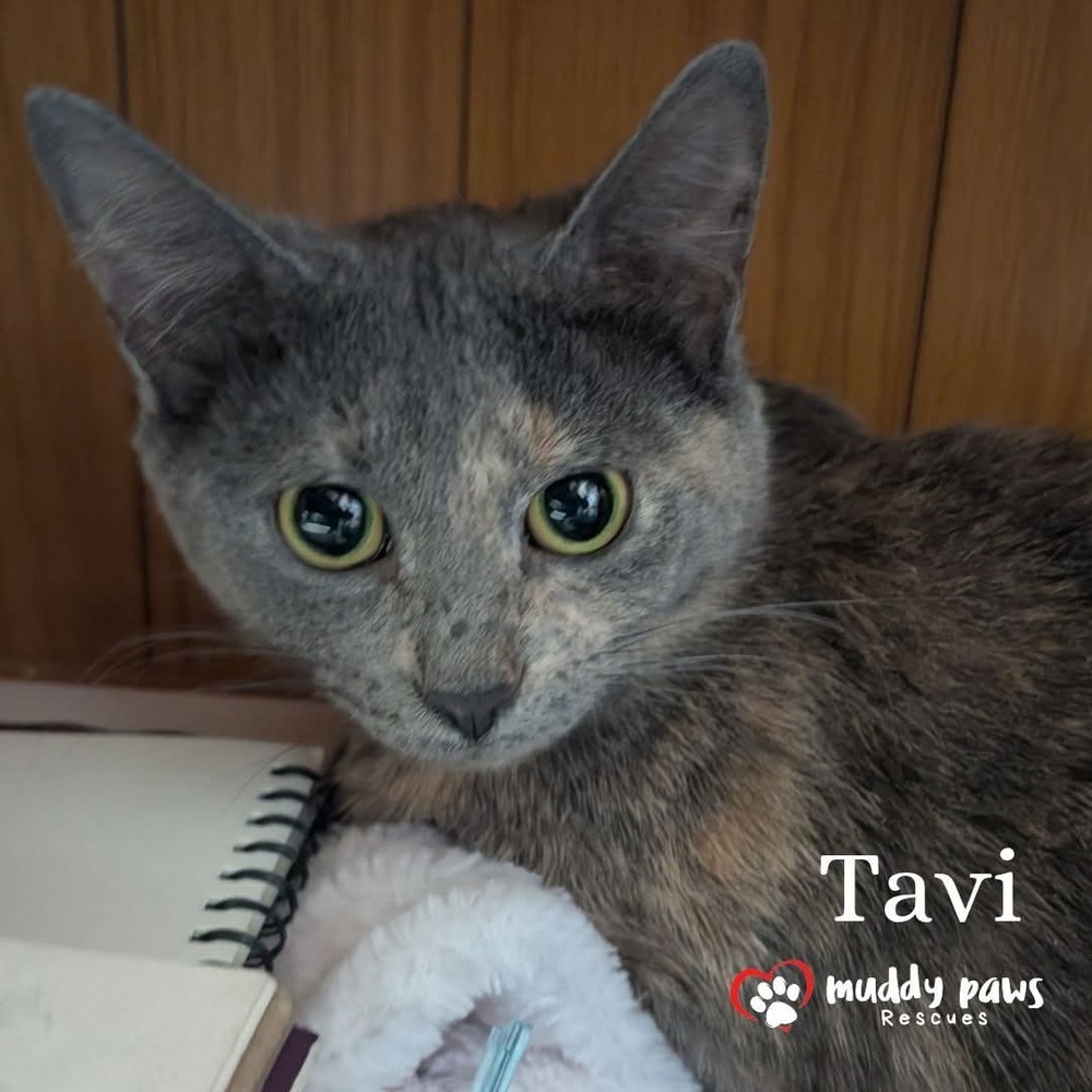 Tavi