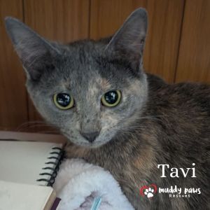 Tavi