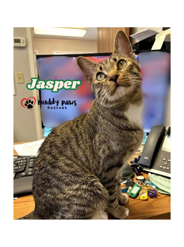 Jasper