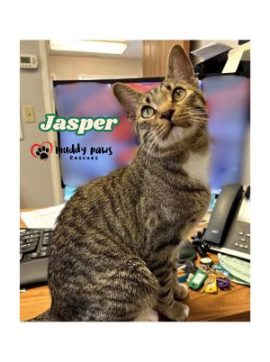Jasper