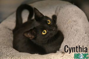 Cynthia