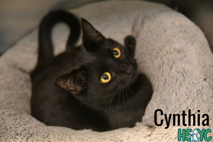 Cynthia 1