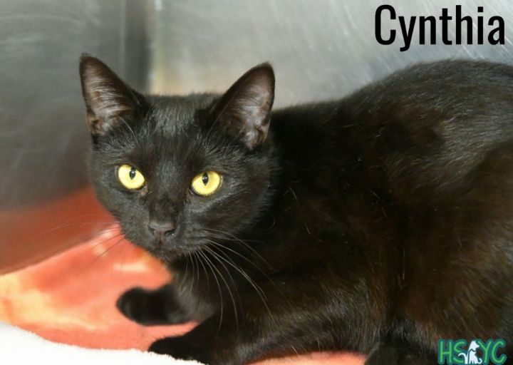 Cynthia 2