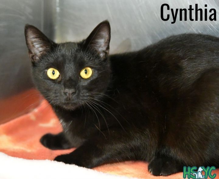 Cynthia 3