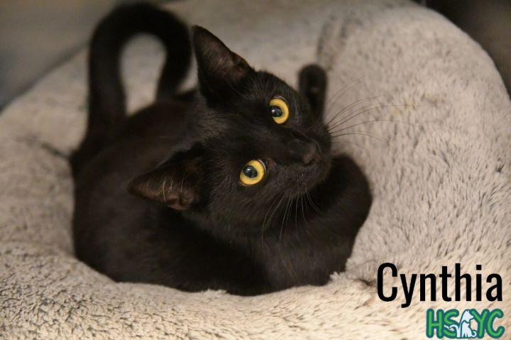 Cynthia 4