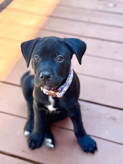 Athena