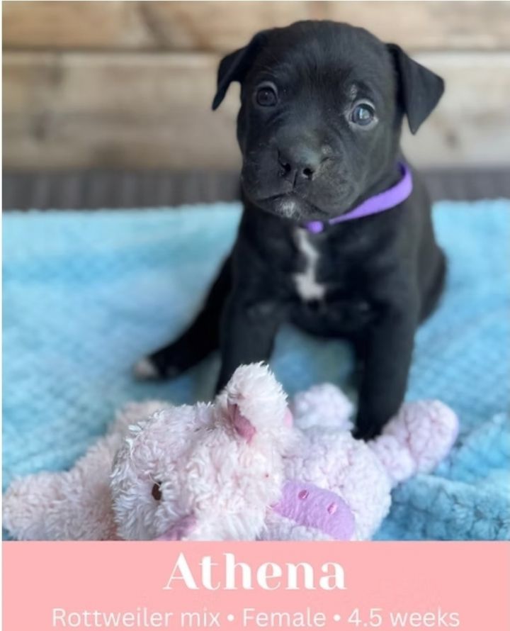 Athena 2