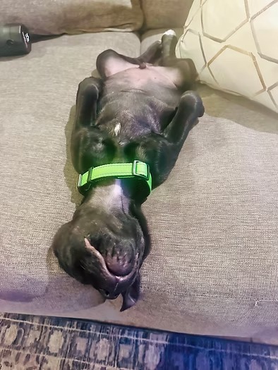 Zeus