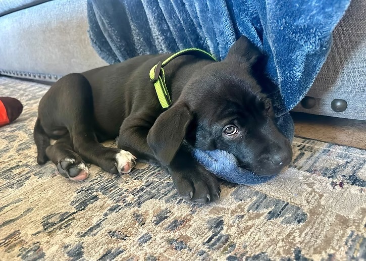 Zeus