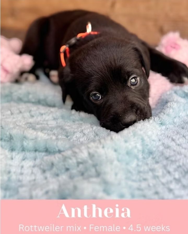 Antheia 2