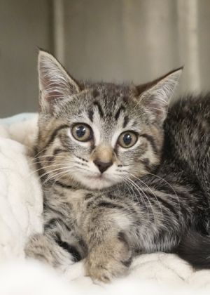 Subreddit 57889 Domestic Short Hair Cat