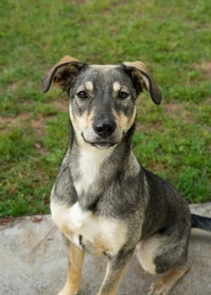 Kellyn 56825 Mixed Breed Dog
