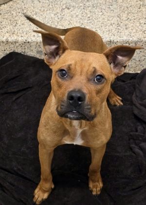 Yippy 57918 Mixed Breed Dog