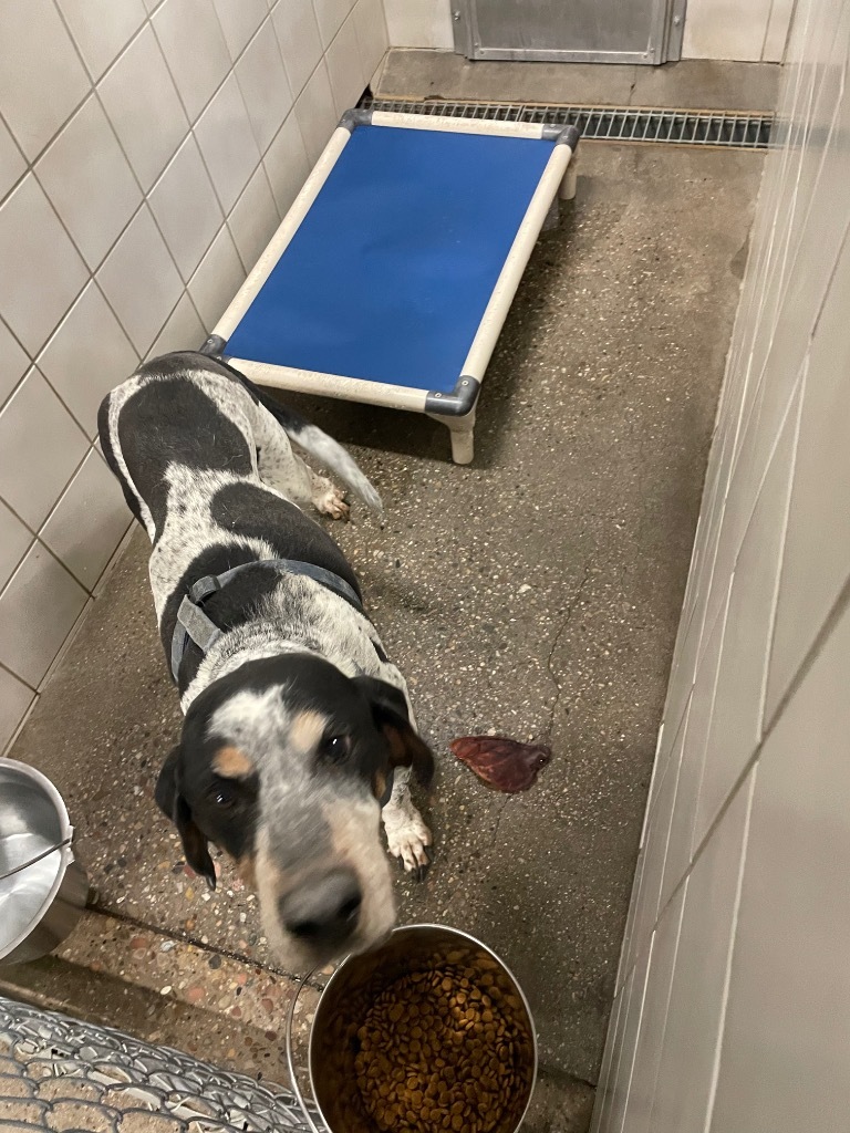 Cooper, an adoptable Hound in Rock Springs, WY, 82901 | Photo Image 1