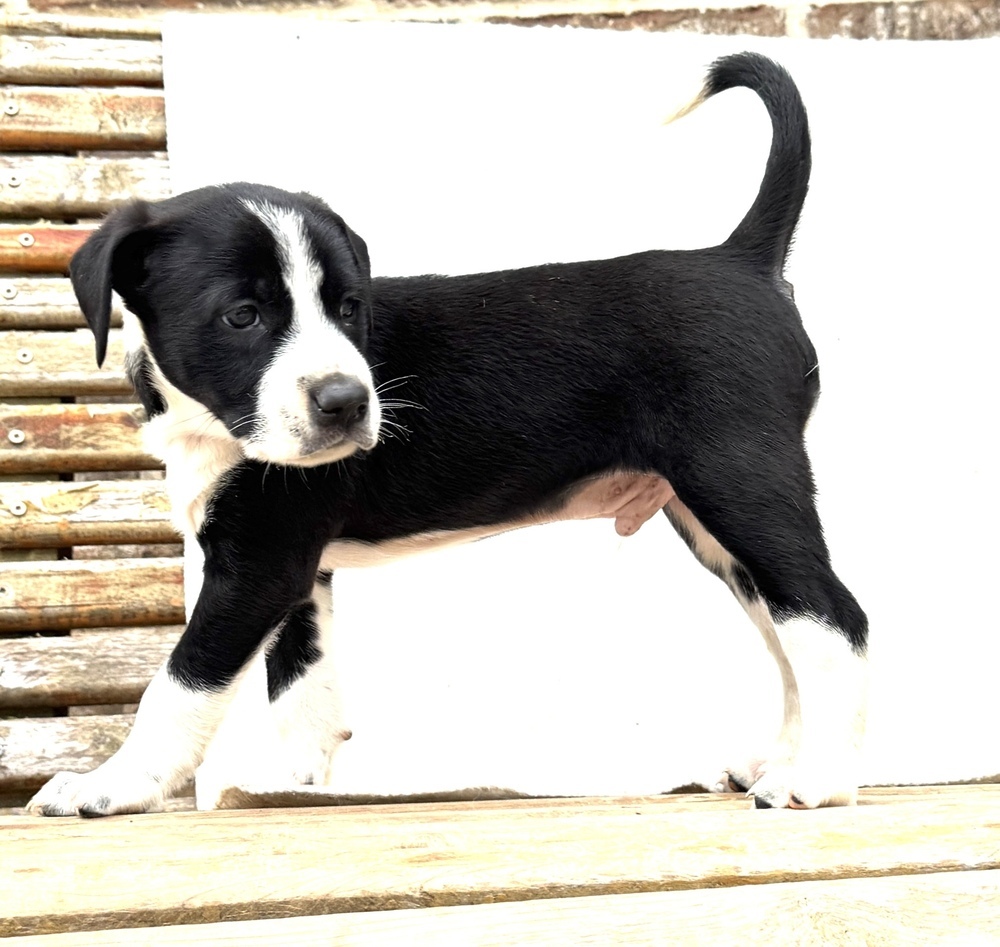 Junior
