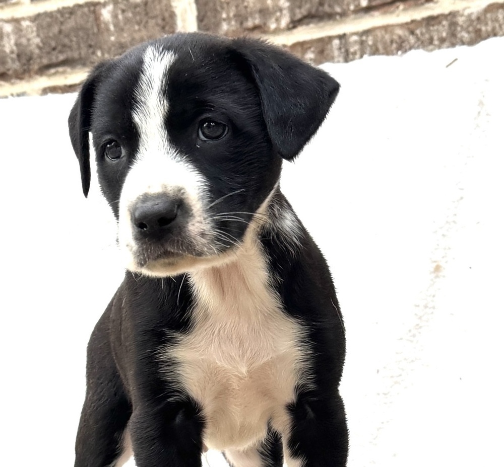 Junior